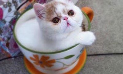 女孩养猫可以招财吗（养猫聚财还是破财）