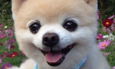 金牛座的保护神兽是啥（金牛座象征着什么神兽）