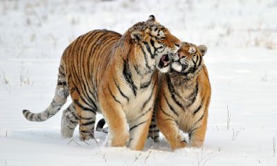 属蛇有什么用（属蛇人干什么行业好）