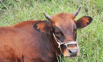 牛年什么运势（牛人牛年运程）