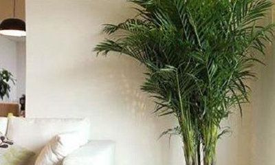 家居风水植物摆放禁忌（家居风水植物花卉摆放）