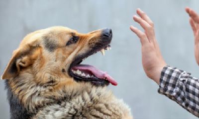 女人梦见狗把手咬破了周公解梦（做梦梦见狗把手咬破了）