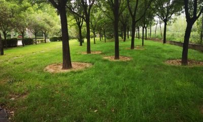 每日狮子座的运势（最近狮子座运势查询）