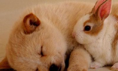 怎么给小动物起名呢（给女孩子起名）