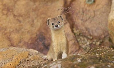 店里进黄鼠狼什么预兆（牙齿黑的女人面相）