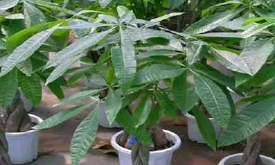 聚财的树有哪些（家里种什么树最旺财又旺人）