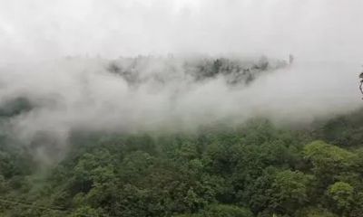 属猪出生时辰龙出雾是什么意思（属猪出生时辰命运最好）