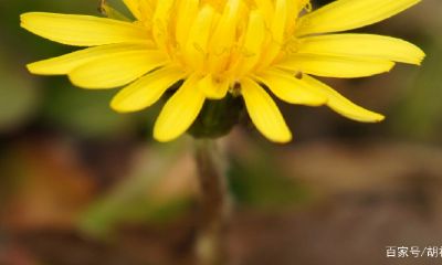 摩羯座很热情主动（摩羯座女试探你）