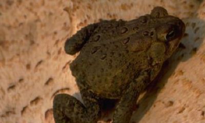 招财蟾蜍是不是癞蛤蟆（91年属羊叫什么名字）