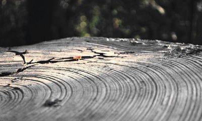 转世轮回的真实证据（世界上真的有轮回转世吗）