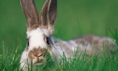 87年属兔女一生有几个孩子（87年属兔男一生有几个子女）