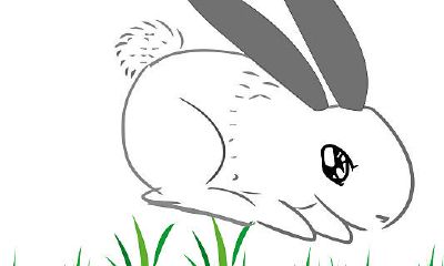 属兔人2023年婚姻（2023年属兔人命运）