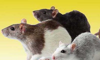 女人梦见成群的老鼠是什么意思（女人梦见老鼠好不好）