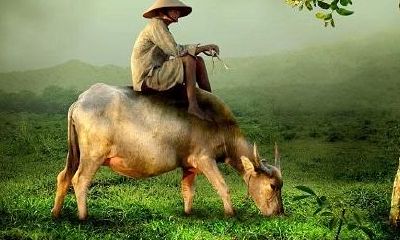 本命年说法牛（今年牛年是我的本命年）