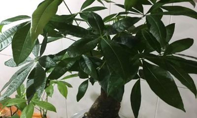 招财树怎样扦插水养（招财树有几种）