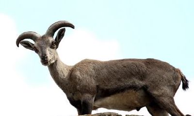 属羊怎么增加桃花运（属羊人怎样催旺桃花运）