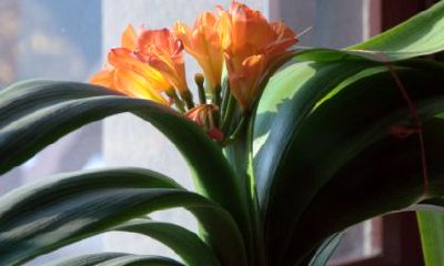 招财最旺的花排名（招财的花卉有哪些）