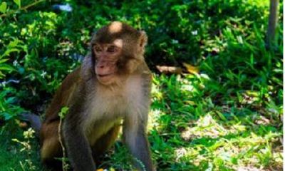 属猴的绿植是什么（蓬莱松与属相猴）