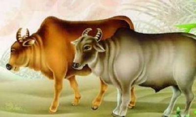 61年属相是属什么的（61年属牛男晚年运势）