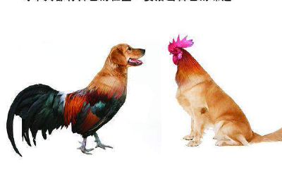 属狗和属鸡的结婚最终会离婚吗（女属鸡男属狗结婚旺吗）