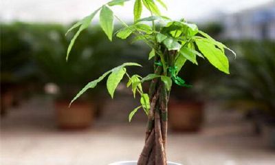 招财树适合放在家里哪个位置（招财树放在哪里最旺财）