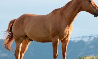 属马的跟什么三合（属马和属牛的合财吗）