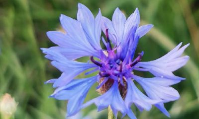 鸡和狗在一起财运好吗（化解相克最简单的办法）