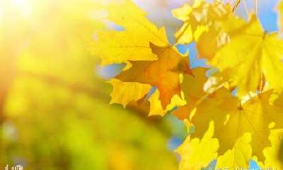 属虎7月出生是什么星座（八六年属虎的是什么命）