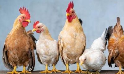 属鸡的人都是几几年的（属鸡的是几年出生的）