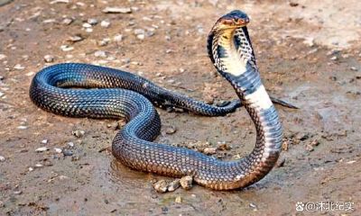 家庭重过事业生肖男（最会赚钱的生肖男）