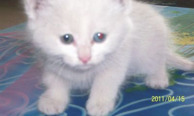 水瓶座适合养的猫（水瓶座最喜欢的宠物）