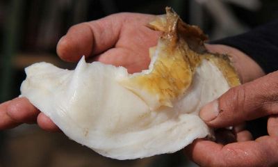 本草纲目太岁介绍（太岁是什么生物）