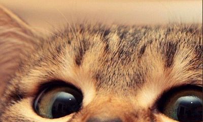 嫁给摩羯座女生（摩羯座女是什么样的人）