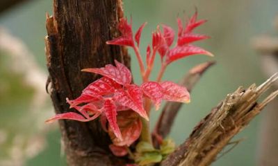 家中枯树开花的预兆（各类数字吉凶查询）