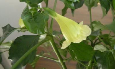 招财树开花的寓意是什么（幸福树突然开花预兆风水）