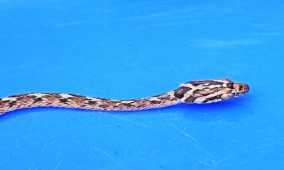 备孕期梦到好多小蛇（女人梦到小蛇是要怀孕）