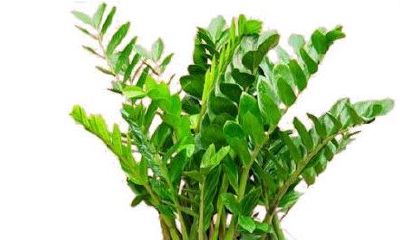 属羊的人要养什么花聚财（79年属羊的旺财植物）