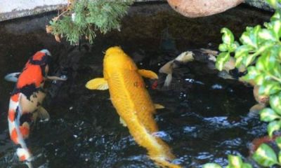 办公室养什么龟招财（养什么乌龟招财）