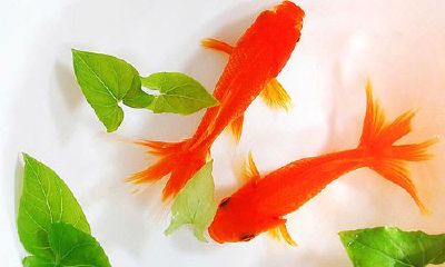 卧室适合养什么鱼招财（风水鱼养什么鱼好旺财）