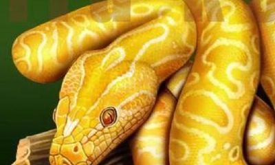 女人晚上梦到被蛇咬了（女人梦见被很多蛇咬）