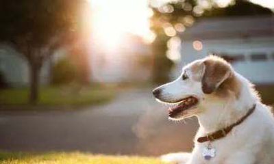 1994年属狗为什么本命年会不顺（94年属狗本命年）