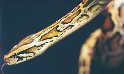 属蛇的性格和运势几几年的（1977年属蛇的是什么命）