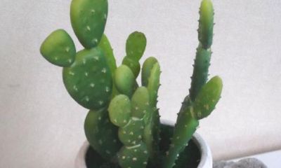 柜台上放什么植物招财（招财树摆放禁忌）