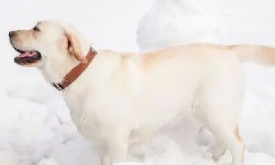 1994年属狗今年多少周岁（1993年属鸡是什么命）