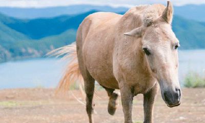 属马的今天运势好不好今天（今日各个属相斗牌财运）