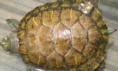 家里养乌龟对财运有帮助吗（风水家里养乌龟好吗）