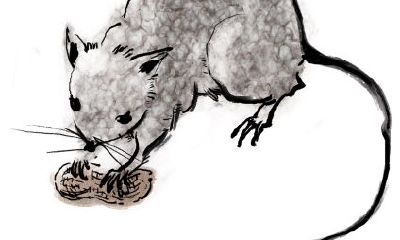 72年女属鼠人2023年运势怎么样（1971年属猪2023年命运）