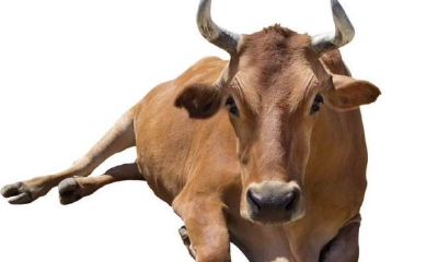 1961属牛男人（属牛的和什么属相不合）