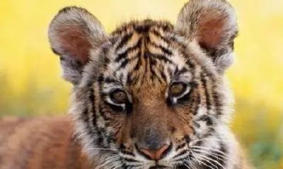 属虎二月出生女孩起名（2023年属虎女孩寓意好的名字）