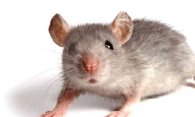 鼠兔可以婚配吗（鼠婚配最佳属相兔）